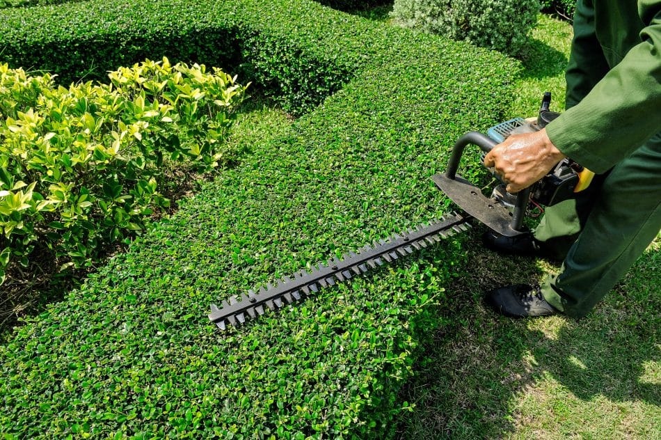 Lawn and garden maintenance Sydney